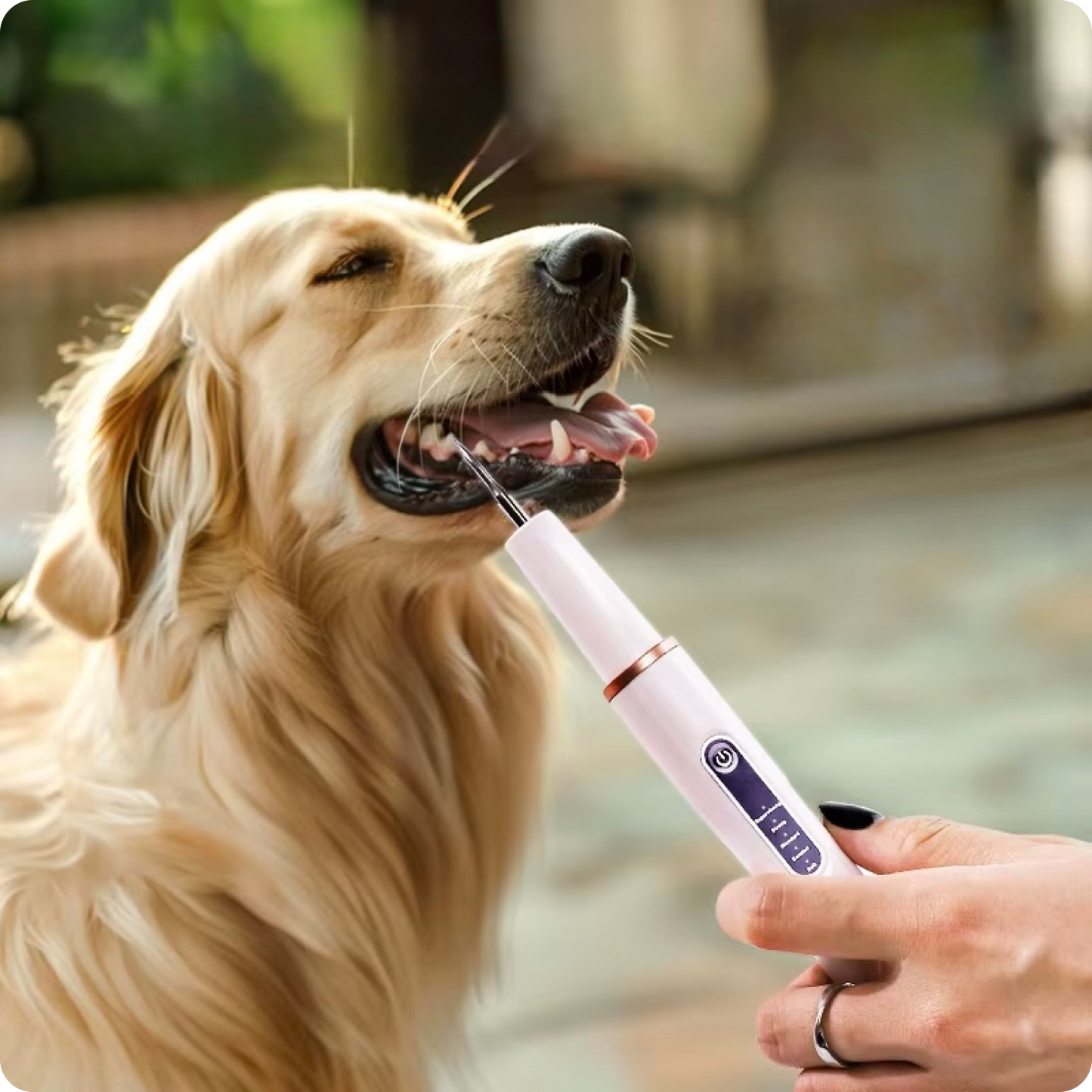 Pet Ultrasonic Teeth Cleaning Kit, Suitable for Dogs and Cats